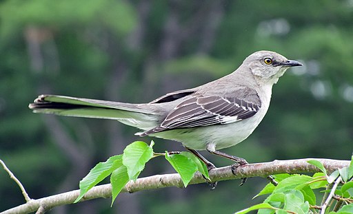 Tennessee State Bird | Mockingbird